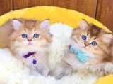 Scr Li Anne Babadan Golden Brıtısh Longhair Bebeklerim