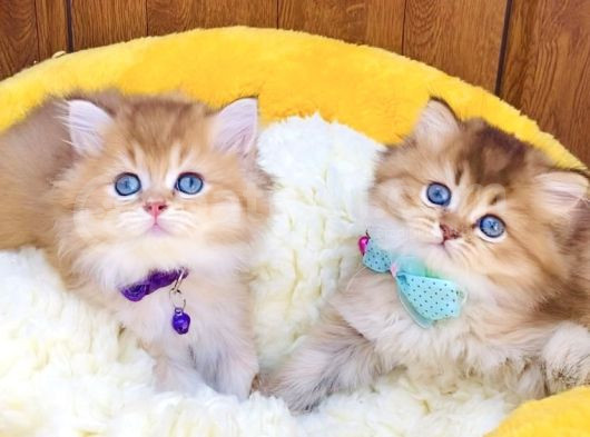 Scr Li Anne Babadan Golden Brıtısh Longhair Bebeklerim görsel