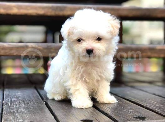Maltesse Terrier Cinsi Mini Boy Puppy Kar Beyaz  görsel