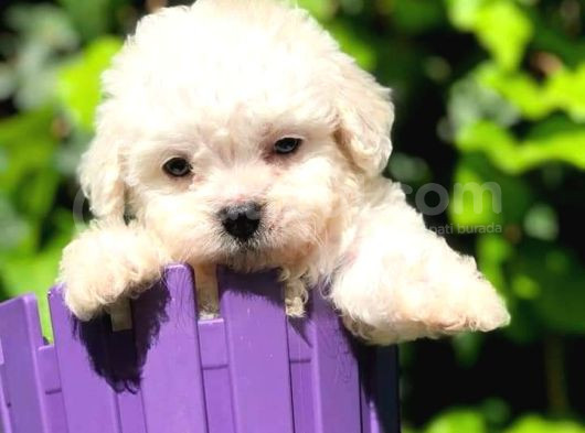 Maltesse terrier cinsi mini Boy Puppy Kar beyaz 