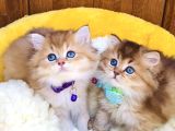 Scr Li Anne Babadan Golden Brıtısh Longhair Bebeklerim