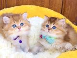 Scr Li Anne Babadan Golden Brıtısh Longhair Bebeklerim
