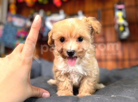 Teacup Zeki Tüy Dökmez Ped Eğitimli Maltipoo görsel
