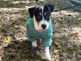 Eğitimli Jack Russell Ares