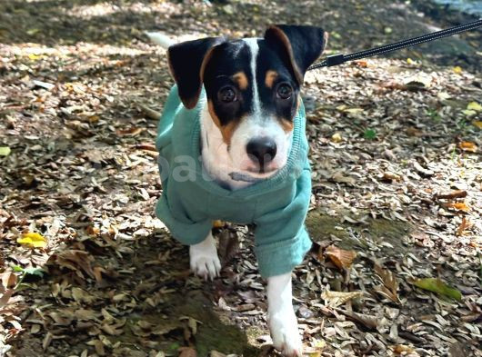 Eğitimli Jack Russell Ares görsel