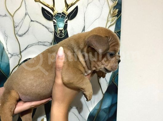 Abkc Scrli̇ Irk Garanti̇li̇ Ameri̇kan Bully Exoti̇c görsel