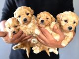 Teacup zeki tüy dökmez ped eğitimli maltipoo