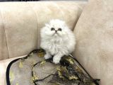 Show Kali̇te Bri̇ti̇sh Longhai̇r