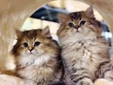 British Longhair Black Golden Biblo Bebekler