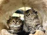 British Longhair Black Golden Biblo Bebekler