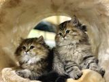 British Longhair Black Golden Biblo Bebekler