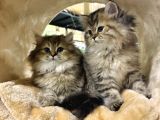 British Longhair Black Golden Biblo Bebekler