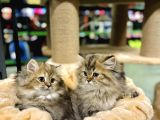 British Longhair Black Golden Biblo Bebekler