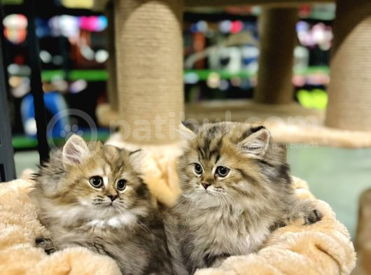 British Longhair Black Golden Biblo Bebekler görsel