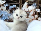 Wcf sertifikalı Full Şcrli Safkan Scottish Fold