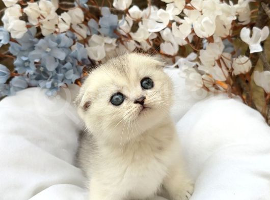 Wcf Sertifikalı Full Şcrli Safkan Scottish Fold görsel