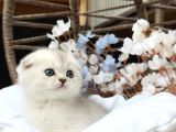 Wcf Sertifikalı Full Şcrli Safkan Scottish Fold