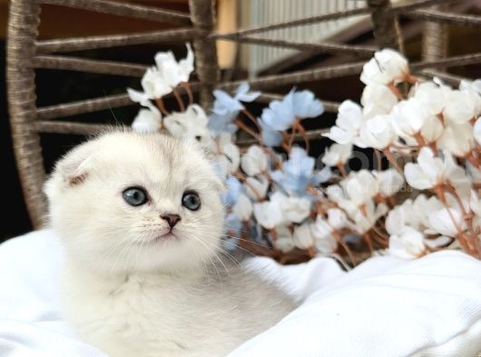 Wcf Sertifikalı Full Şcrli Safkan Scottish Fold görsel