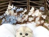 Wcf Sertifikalı Full Şcrli Safkan Scottish Fold