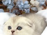Wcf Sertifikalı Full Şcrli Safkan Scottish Fold