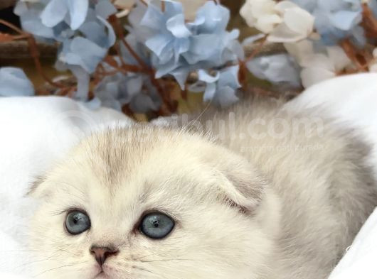 Wcf Sertifikalı Full Şcrli Safkan Scottish Fold görsel