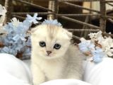 Wcf Sertifikalı Full Şcrli Scottish Fold