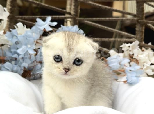 Wcf Sertifikalı Full Şcrli Scottish Fold görsel