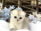 Wcf sertifikalı Full Şcrli Scottish Fold