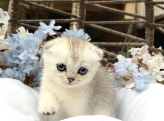 Wcf Sertifikalı Full Şcrli Scottish Fold