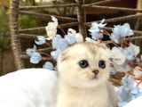 Wcf Sertifikalı Full Şcrli Scottish Fold