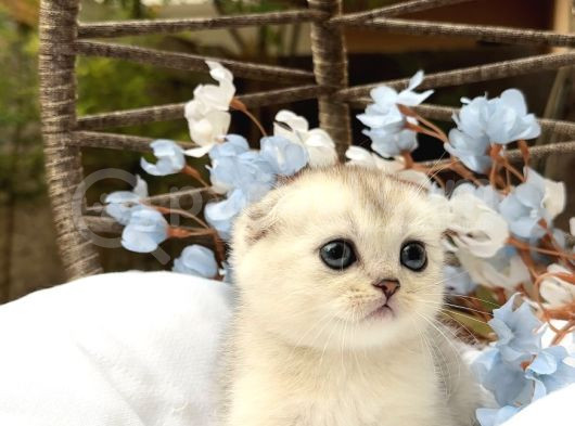 Wcf Sertifikalı Full Şcrli Scottish Fold görsel