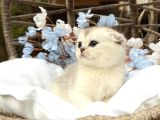 Wcf Sertifikalı Full Şcrli Scottish Fold