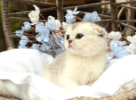 Wcf Sertifikalı Full Şcrli Scottish Fold görsel