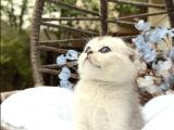 Wcf Sertifikalı Full Şcrli Scottish Fold