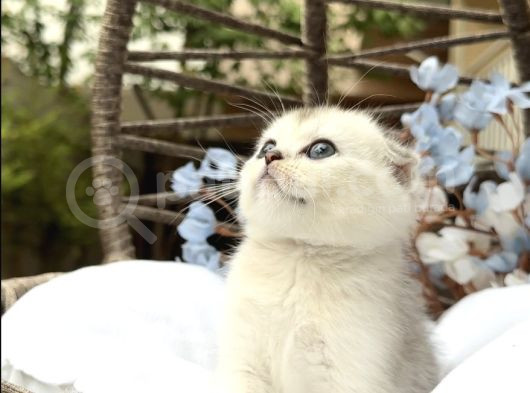 Wcf Sertifikalı Full Şcrli Scottish Fold görsel