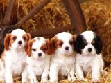 Cavalier King Charles Yavrularımız 