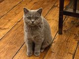 Beyaz Gri British Shorthair