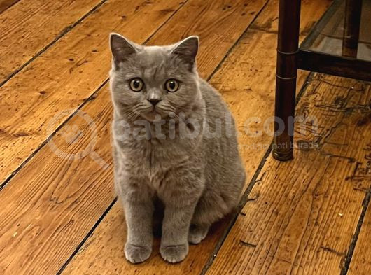 Beyaz Gri British Shorthair görsel