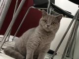 Beyaz Gri British Shorthair