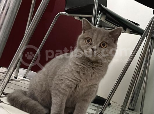 Beyaz Gri British Shorthair görsel