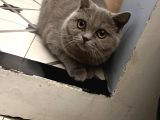 Beyaz Gri British Shorthair