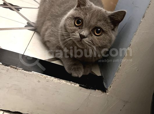 Beyaz Gri British Shorthair görsel