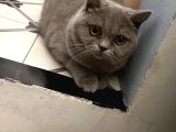 Beyaz gri British Shorthair