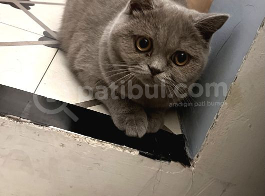 Beyaz Gri British Shorthair