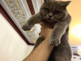 Beyaz Gri British Shorthair