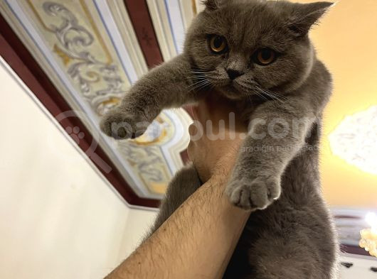 Beyaz Gri British Shorthair görsel