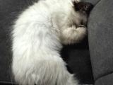 2 Aylık Erkek Ragdoll Bebeğimiz Yeni Yuvasını Arıyor