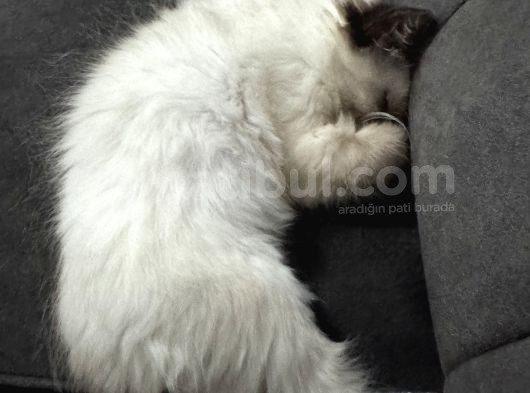 2 Aylık Erkek Ragdoll Bebeğimiz Yeni Yuvasını Arıyor görsel