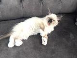 2 Aylık Erkek Ragdoll Bebeğimiz Yeni Yuvasını Arıyor