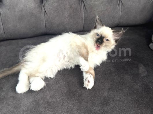 2 Aylık Erkek Ragdoll Bebeğimiz Yeni Yuvasını Arıyor görsel